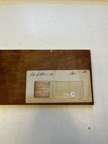 Media type: image;   Invertebrate Zoology HOL-575 Description: Photograph of microscope slide and handwritten label.;  Aspect: slide